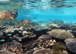 有趣的海底世界图片