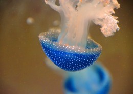 美丽漂亮的水母图片