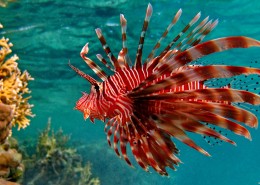 可爱热带鱼图片