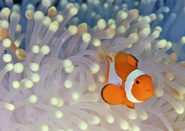 美美的小丑鱼图片大全