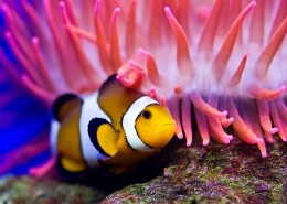 海洋海葵鱼的图片