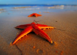 棘皮动物海星图片大全