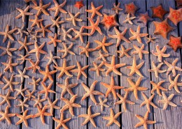 美丽的海星图片大全