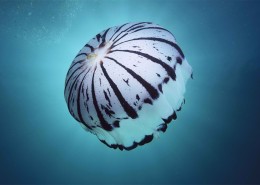 漂亮的水生动物水母图片大全