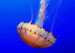 海洋里各种奇妙的海底生物图片