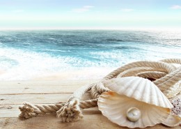 沙滩上的贝壳图片大全