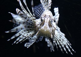 美味的狮子鱼图片