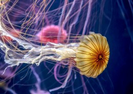 绚丽多彩的水母图片