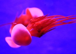 美丽的水母图片大全