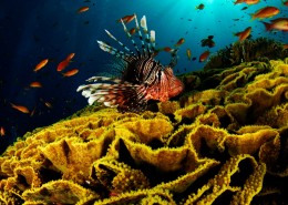 海底珊瑚礁图片