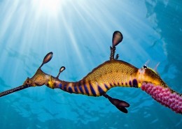 海底世界海洋生物图片大全