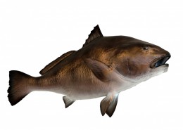 各种海鱼特写图片