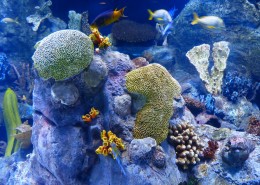 水族馆水生动物图片