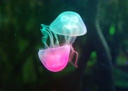 美丽的水母图片