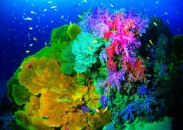 美丽海底珊瑚图片