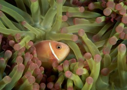 小丑鱼和海葵图片