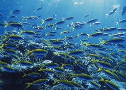 海洋浅水鱼类图片