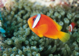 海洋鱼类生物特写图片大全