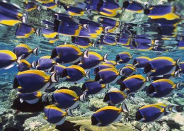 深海鱼群图片大全