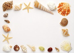 贝壳和海螺图片