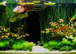 迷你水族馆图片