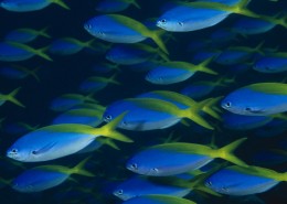 海底世界海洋生物图片