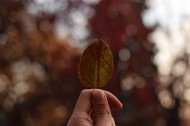 手里拿着一片叶子的人图片