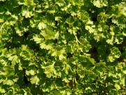 翠绿的香菜图片