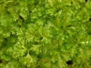 翠绿的香菜图片