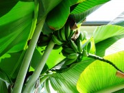 树上未采摘的香蕉图片