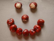 新鲜美味的板栗图片大全