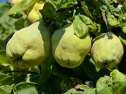 挂在树上新鲜的木瓜图片