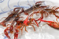 红色的小龙虾图片大全