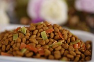 狗狗的美味食物狗粮图片大全