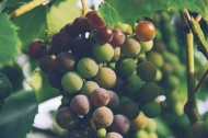 可口的葡萄图片大全