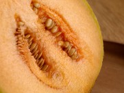 新疆特产哈密瓜图片