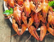 美味的龙虾图片大全