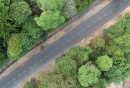 树林里的公路图片大全