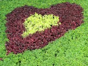 公园园艺设计图片