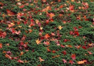 日式庭院和枫叶图片