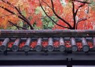 日式庭院和枫叶图片