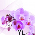 高清花朵家居三联画图片