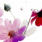 高清花朵家居三联画图片