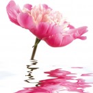 高清花朵家居三联画图片