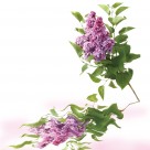 高清花朵家居三联画图片