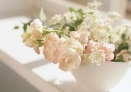 家居花草植物盆栽摆设图片大全