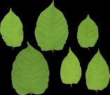 绿色的叶子素材图片