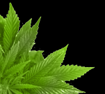 绿色的叶子素材图片