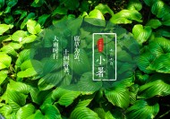 24节气小暑设计素材图片