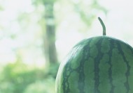 夏日清新背景素材啤酒西瓜风车向日葵图片